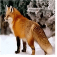 奔狐影视最新版