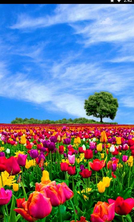 花田动态壁纸 花田动态壁纸