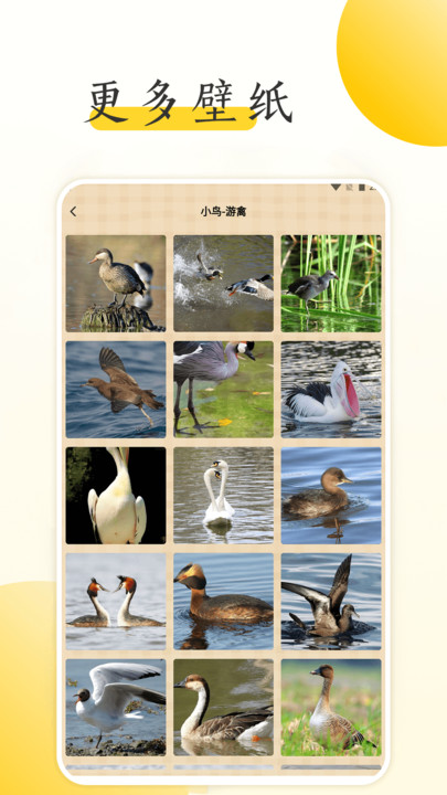 小鸟壁纸大全.jpg 小鸟壁纸大全.jpg