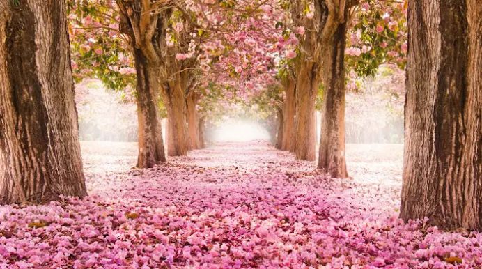 自然壁纸.jpg 自然壁纸.jpg